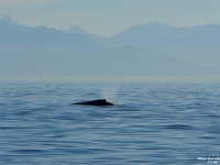17106RoCrLe - Whale watching, Victoria.JPG